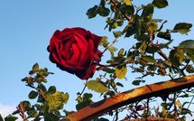 Billeder fra gæster i La Casina del Bosco