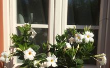 Billeder fra gæster i Uva