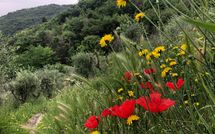 Billeder fra gæster i Villa Mastiano