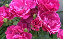 Billeder fra gæster i La Chaumière