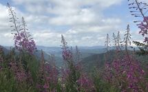 Billeder fra gæster i Hallenbadweg