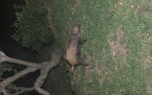 Billeder fra gæster i Cà di Mott