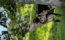 Billeder fra gæster i Les Prés Rousselins