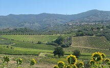 Billeder fra gæster i Il Leccio