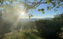 Billeder fra gæster i Il Circolo