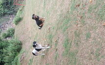 Billeder fra gæster i Baita degli Orsi