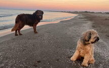 Billeder fra gæster i Silvia