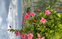 Billeder fra gæster i Villa Solaria