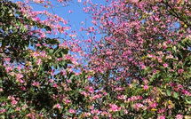 Billeder fra gæster i Torremolinos 27