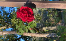 Billeder fra gæster i La Casina del Bosco