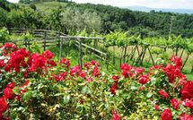 Billeder fra gæster i Fattoria Buonconvento
