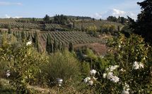 Billeder fra gæster i Borghetto