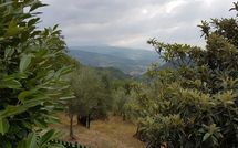 Billeder fra gæster i Il Castagneto