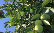 Billeder fra gæster i Guardistallo