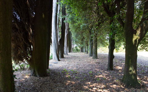 Villa Rocchi: Træ, Natur, Woodland, Vegetationen, Naturligt Miljø, Blad, Skov, Grøn, Naturreservat, Lund