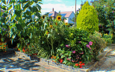 Goudhurst: Blomst, Plante, Ejendom, Sky, Himmel, Plantesamfund, Naturlige Landskab, Vegetationen, Græs, Biome