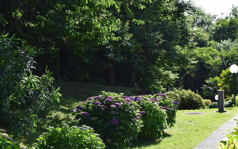 La Romantica: Grøn, Blad, Busk, Have, Bunddække, Forår, Vedplante, Landscaping, Botanisk Have, Hæk