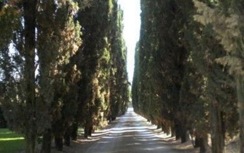 Borgo Santinovo: Træ, Vej, Færdselsåre, Lane, Lys, Vedplante, Biome, Plante, Lund