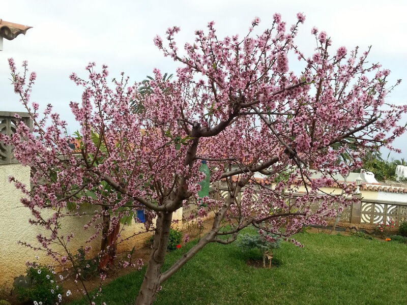 Flores De Erika- Magnolia