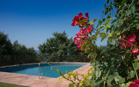 Villa Mandorlo: Vand, Himmel, Blomst, Plante, Ejendom, Natur, Svømmepøl, Vegetationen, Træ, Kronblad