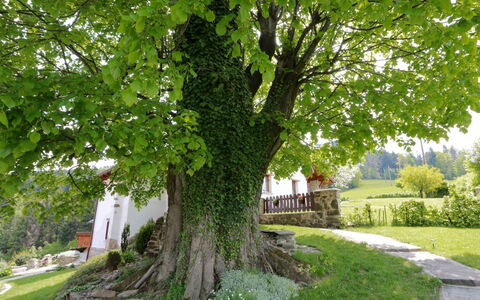Lhotka: Træ, Grøn, Vedplante, Plante, Blad, Græs, Fly, Forår, Afdeling, Hus
