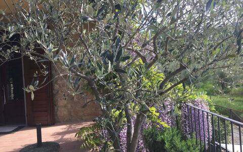 Casa Alla Minuccia Di Villa a Sesta: Træ, Plante, Vedplante, Forår, Blomst, Afdeling, Busk, Kvist, Hus