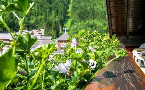 Irdning - Donnersbachtal 10: Blomst, Plante, Græs, Have, Blad, Botanik, Forår, Urt, Landskab, Tag