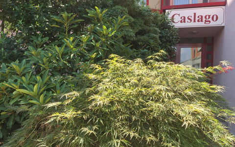 Caslano 400: Træ, Plante, Blomst, Vegetationen, Vedplante, Busk, Græs, Blomstrende Plante, Evergreen