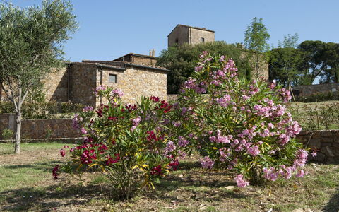 Borgo Casa Di Lappi: Blomst, Plante, Træ, Forår, Busk, Landdistrikt, Blomstrende Plante, Arkitektur, Hus, Plantesamfund