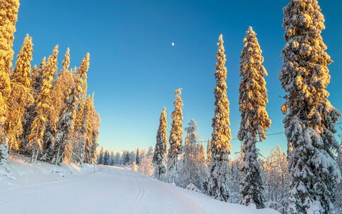 Joutsen a: Himmel, Blå, Vinter, Afdeling, Sne, Fryser, Skov, Solopgang, Lærk