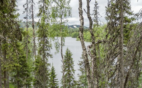 Lupporanta: Træ, Naturligt Miljø, Skov, Ødemark, Bank, Bagagerum, Naturreservat, Northern Løvskov, Lærk