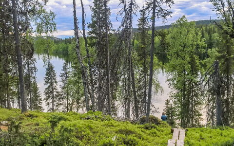 Lupporanta: Grøn, Træ, Naturligt Miljø, Natur, Naturlige Landskab, Ødemark, Skov, Bank, Plantesamfund