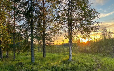 Keloveska: Himmel, Grøn, Blad, Græs, Træ, Natur, Naturligt Miljø, Naturlige Landskab, Vegetationen, Sommer