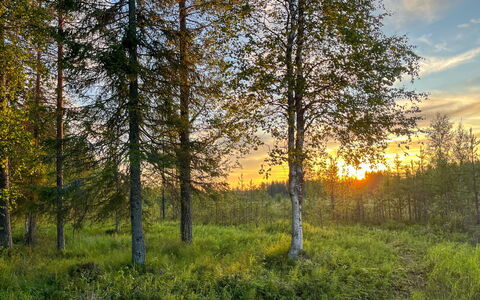 Keloveska: Himmel, Grøn, Blad, Græs, Træ, Natur, Naturligt Miljø, Naturlige Landskab, Vegetationen, Sommer