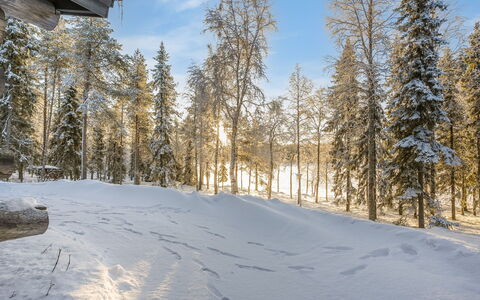 Kuontijärvi a: Afdeling, Vinter, Sne, Træ, Naturligt Miljø, Træ, Skov, Fryser, Ødemark