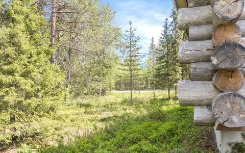 Costa Ruca: Træ, Naturligt Miljø, Træ, Naturlige Landskab, Skov, Ødemark, Plantesamfund, Bagagerum, Woodland