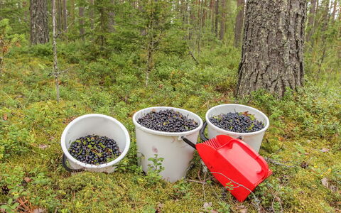 Vesan Villa: Fremstille, Frugt, Woodland, Mad, Lund