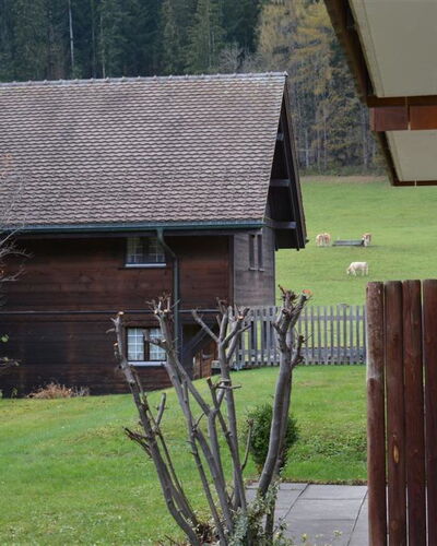 Simmental