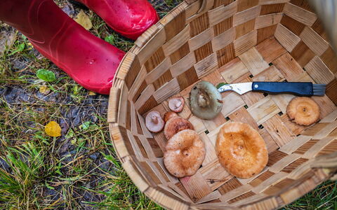 Villa Ebba: Svamp, Kurv, Ingrediens, Mad, Wicker, Agaricaceae, Basidieklassen, Rørhat, Fremstille