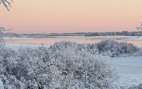 Pikkupöllö: Vinter, Afdeling, Sne, Naturlige Landskab, Kvist, Fryser, Frost, Is