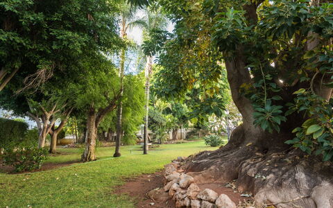 Torremolinos 152: Træ, Vegetationen, Natur, Naturligt Miljø, Grøn, Naturreservat, Skov, Botanik, Vedplante, Biome