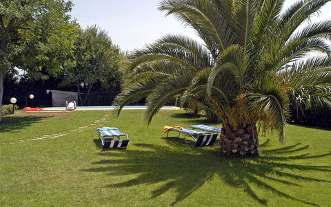 Poderino: Græs, Træ, Lawn, Palme Træ, Køretøj, Arecales, Bil, Vedplante, Plante, Elaeis