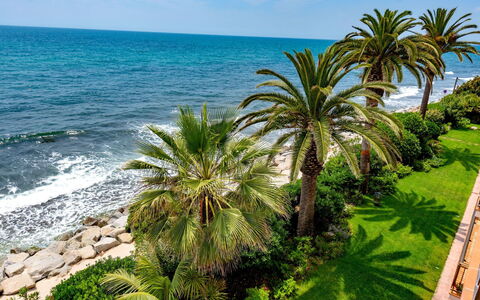Acuario: Træ, Vegetationen, Palme Træ, Tropics, Arecales, Plante, Kyst, Azure, Ferie, Vedplante