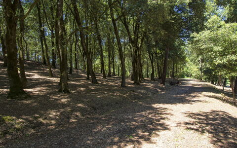 Camporbiano: Træ, Natur, Skov, Naturligt Miljø, Woodland, Naturlige Landskab, Naturreservat, Sti, Lund, Biome