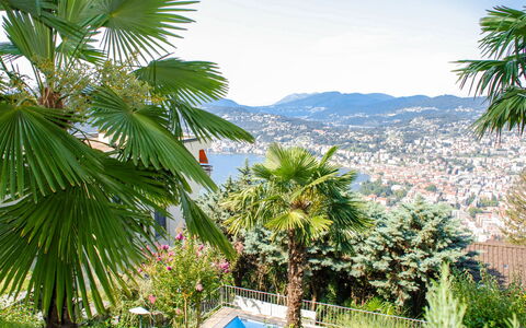 Aldesago 525: Træ, Vegetationen, Palme Træ, Arecales, Desert Palm, Plante, Elaeis, Vedplante, Tropics, Botanik
