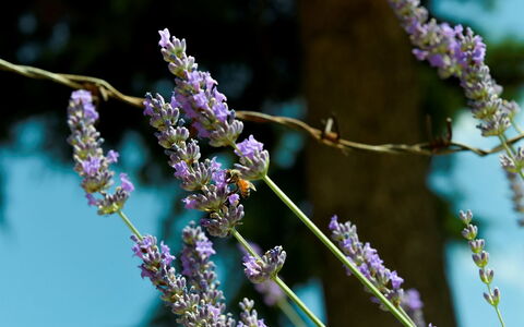 Podere i Gigli: Blomst, Plante, Purple, Kvist, Terrestrisk Plant, Violet, Blomstrende Plante, Træ, Græs, Etårig Plante