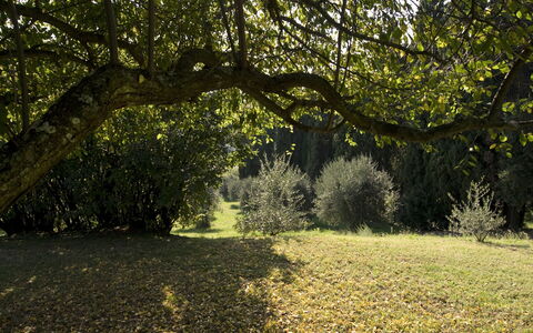 Villa Dorella Di Montaperti: Træ, Naturlige Landskab, Natur, Sollys, Vegetationen, Naturligt Miljø, Græs, Blad, Afdeling, Lys