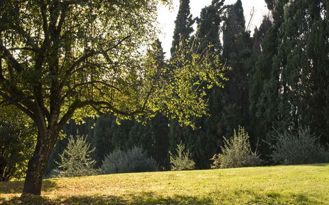Villa Dorella Di Montaperti: Træ, Naturlige Landskab, Natur, Grøn, Vegetationen, Græs, Naturligt Miljø, Himmel, Sollys, Lys