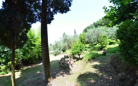 Collina Lagomare: Natur, Vegetationen, Træ, Naturreservat, Naturligt Miljø, Biome, Sti, Græs, Botanik, Have