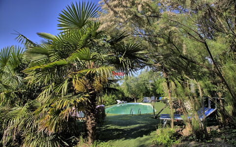 La Villa Di Ostra: Træ, Vegetationen, Plante, Palme Træ, Vedplante, Arecales, Plantesamfund, Botanik, Græs, Blad